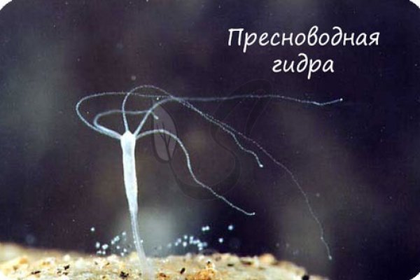 Кракен зеркало сайта
